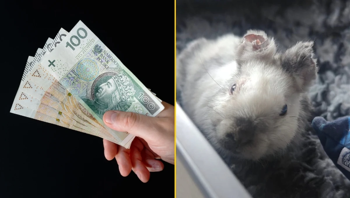 Krakowskie Towarzystwo Opieki nad Zwierzętami (KTOZ) poinformowało o wyznaczeniu nagrody za wskazanie sprawcy skatowania królika, którego w ubiegłym tygodniu znaleziono niedaleko Dworca Głównego w Krakowie. Zwierzę było w tragicznym stanie.