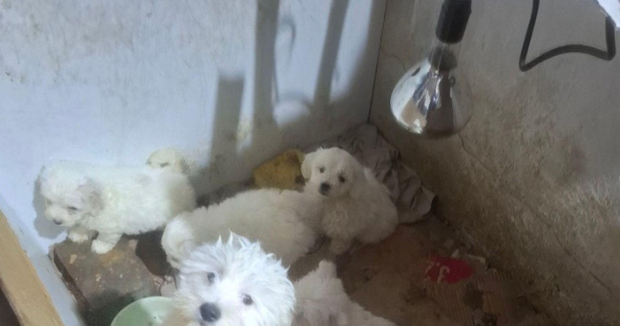 Dramat w nielegalnej hodowli. Sprawa wyszła na jaw w tragicznej sytuacji Dramat w nielegalnej hodowli. Sprawa wyszła na jaw w tragicznej sytuacji