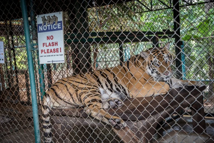 Nie żyją 72 tygrysy z kontrowersyjnego ośrodka. Apel PETA do turystów