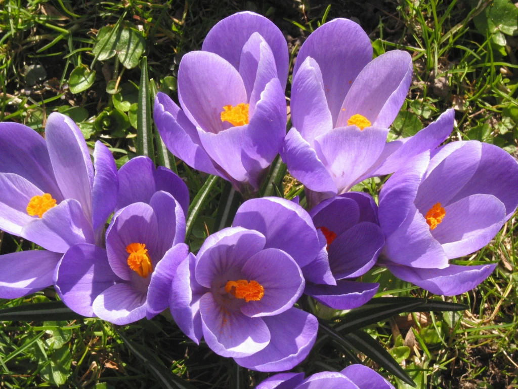 Krokus