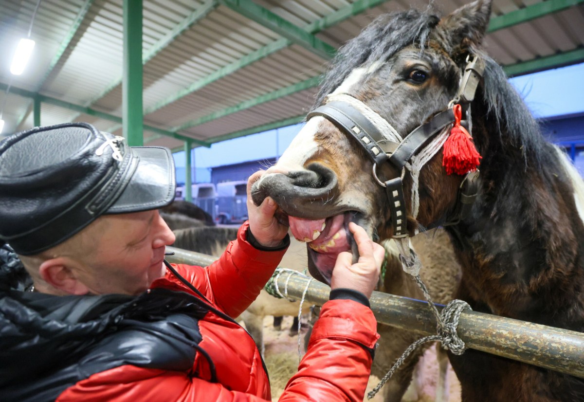 Tradycja, która trwa od czasów króla Władysława IV. Zgłoszono 200 koni