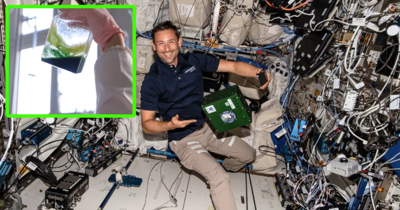 Polscy naukowcy odkryli coś dziwnego w glonach po powrocie z ISS