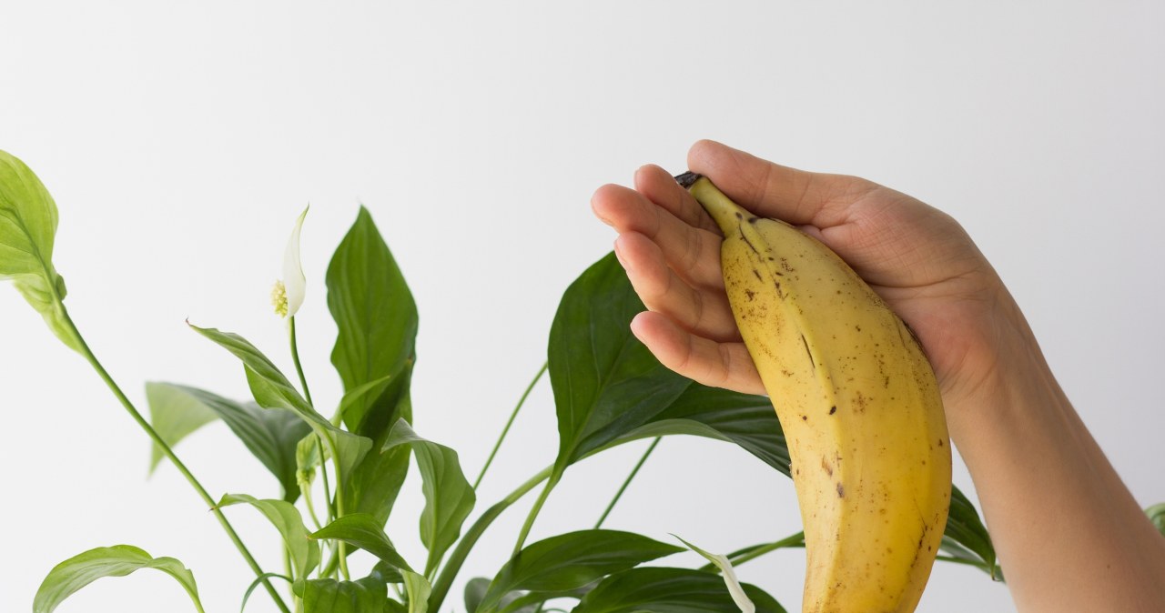 Nacierasz liście roślin doniczkowych skórką od banana? Ten gatunek tego nie znosi