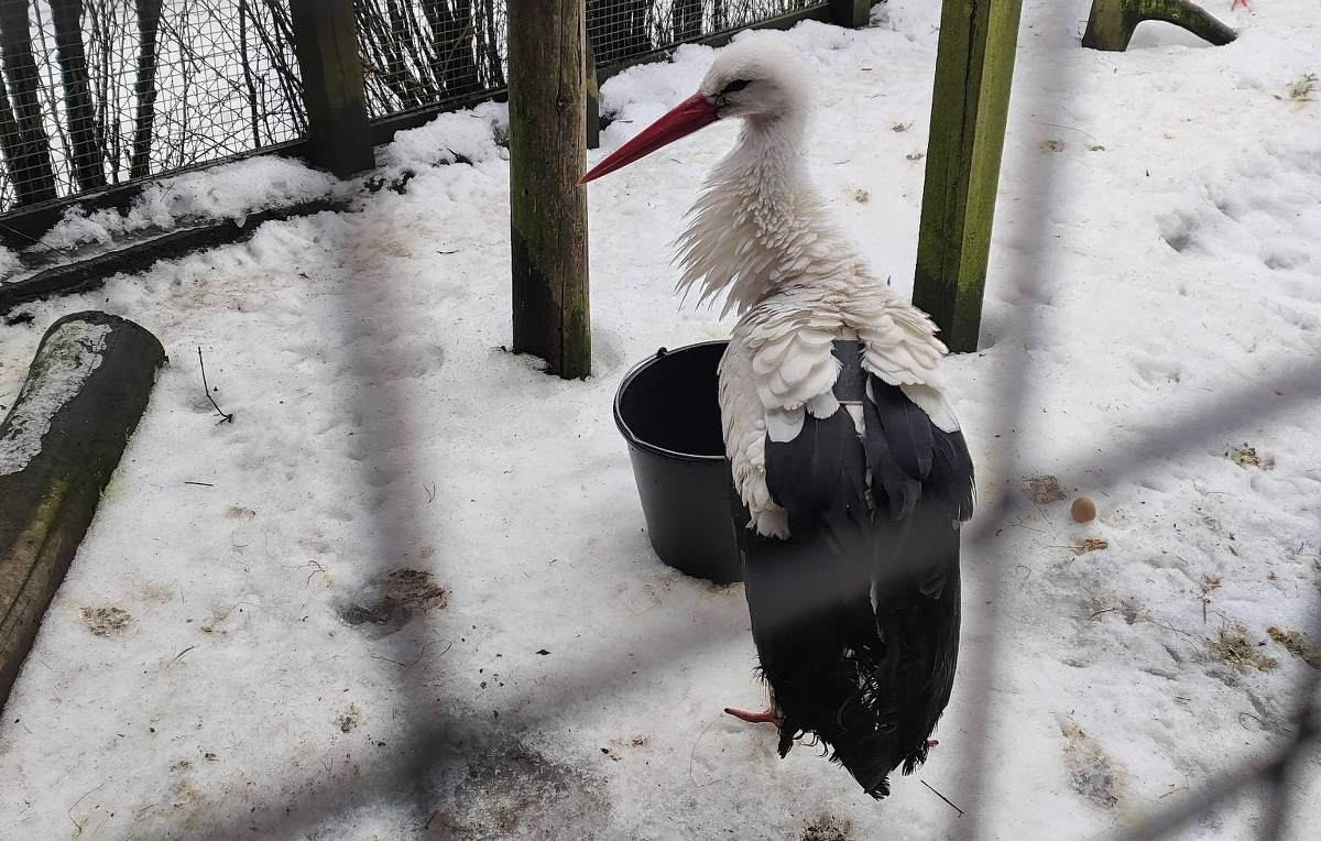 Wiosna coraz bliżej. Jej zwiastun dotarł na Mazury