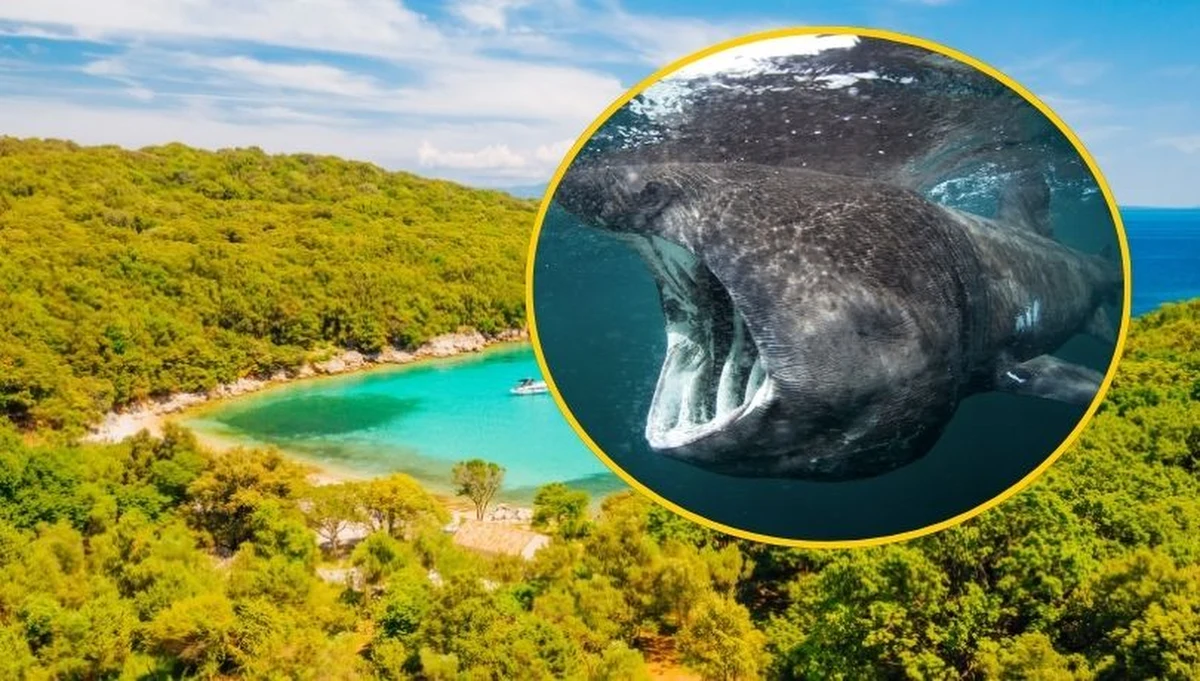 W pobliżu chorwackiej wyspy Cres świadkowie nagrali ogromnego rekina pływającego tuż przy powierzchni wody. Eksperci z Blue World Institute są niemal pewni: to rekin olbrzymi, drugi pod względem wielkości gatunek rekina na świecie. 