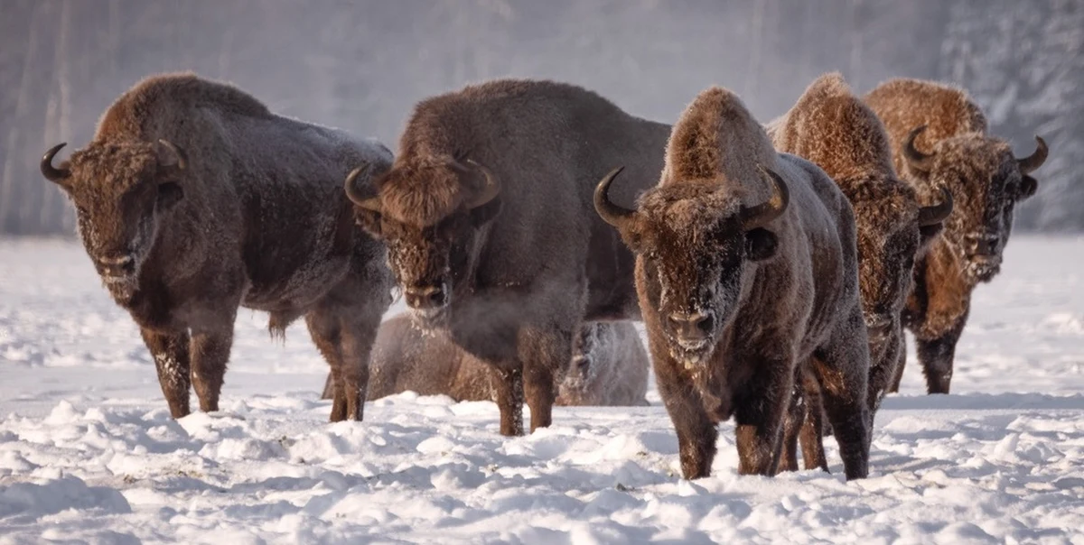 W polskiej części Puszczy Białowieskiej i na terenach przyległych doliczono się 1176 żubrów żyjących na wolności - poinformował Białowieski Park Narodowy. To najwyższy wynik w historii, obejmujący stan populacji na koniec 2025 roku.