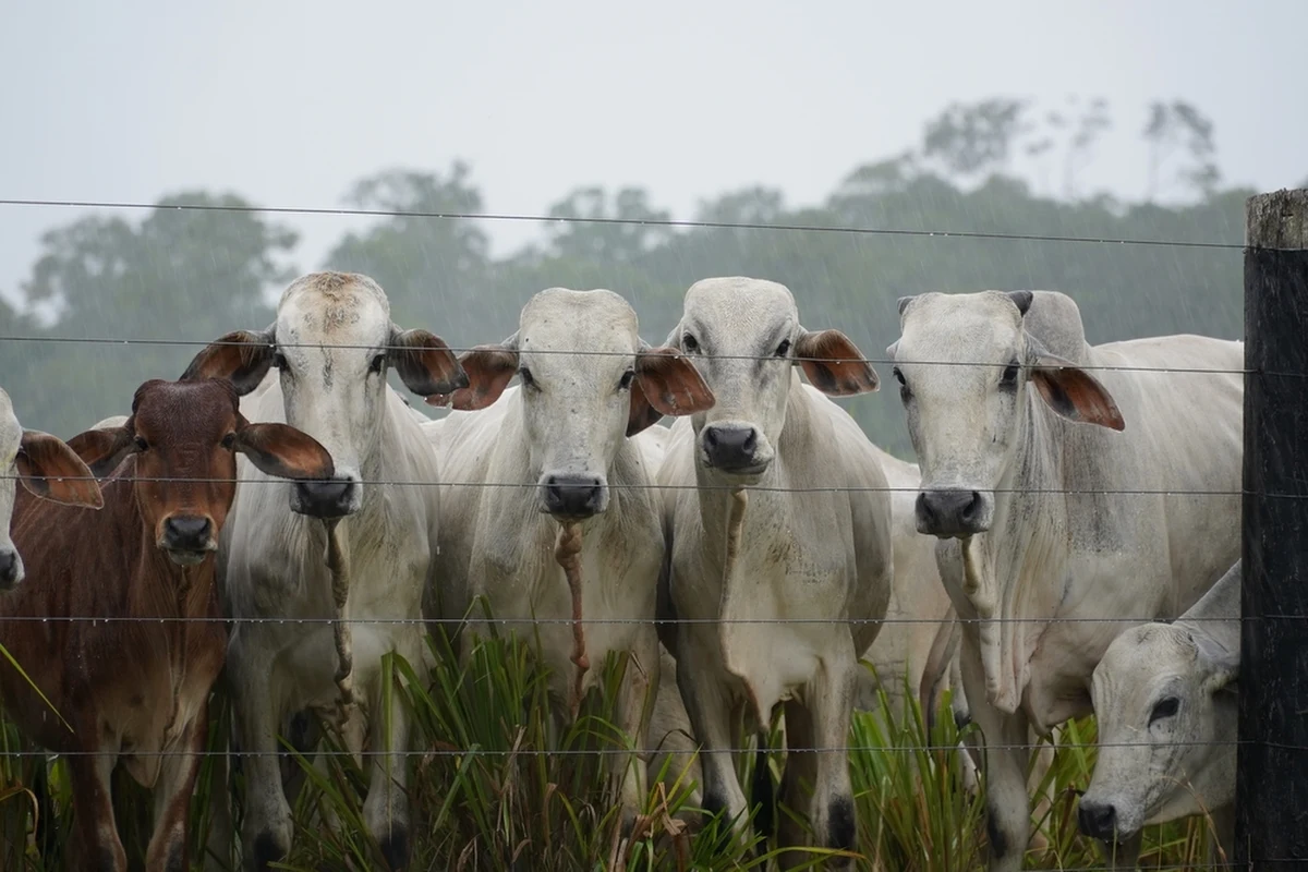 „Wszystkie produkty spożywcze wwożone do UE muszą spełniać te same wysokie standardy dotyczące zdrowia i bezpieczeństwa żywności, co produkty produkowane w UE, aby chronić zdrowie i bezpieczeństwo naszych obywateli” – przekazał rzecznik Komisji Europejskiej w swoim oświadczeniu. To reakcja Komisji Europejskiej na fakt wykrycia przez holenderskie służby sanitarne zakazanego w UE estradiolu w wołowinie sprowadzanej z Brazylii.