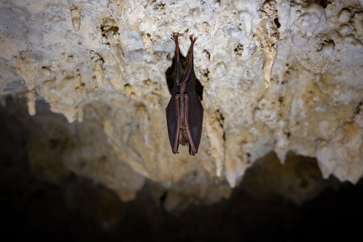 Miał być punktem dowodzenia na wypadek wojny atomowej. Zamieszkały w nim nietoperze