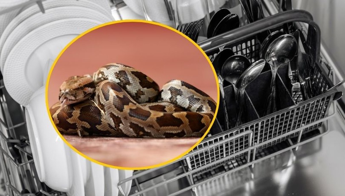 Nietypowa interwencja strażaków w Gdyni. Pyton tygrysi zaklinował się w zmywarce