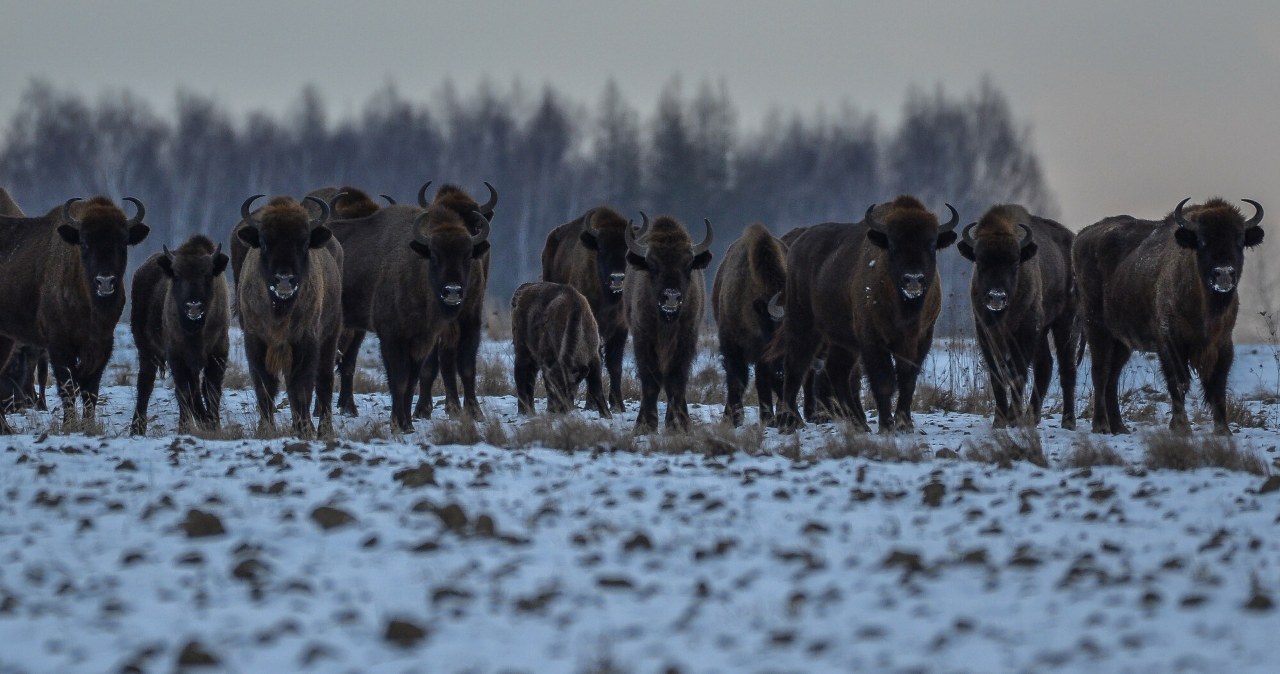 Prawie 1200 żubrów tylko w jednej puszczy. Mamy powody do radości