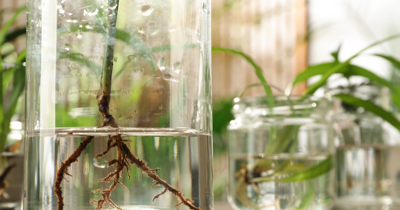 Domowy trik, który przebija choćby ukorzeniacz. Dwa tygodnie i masz sadzonki