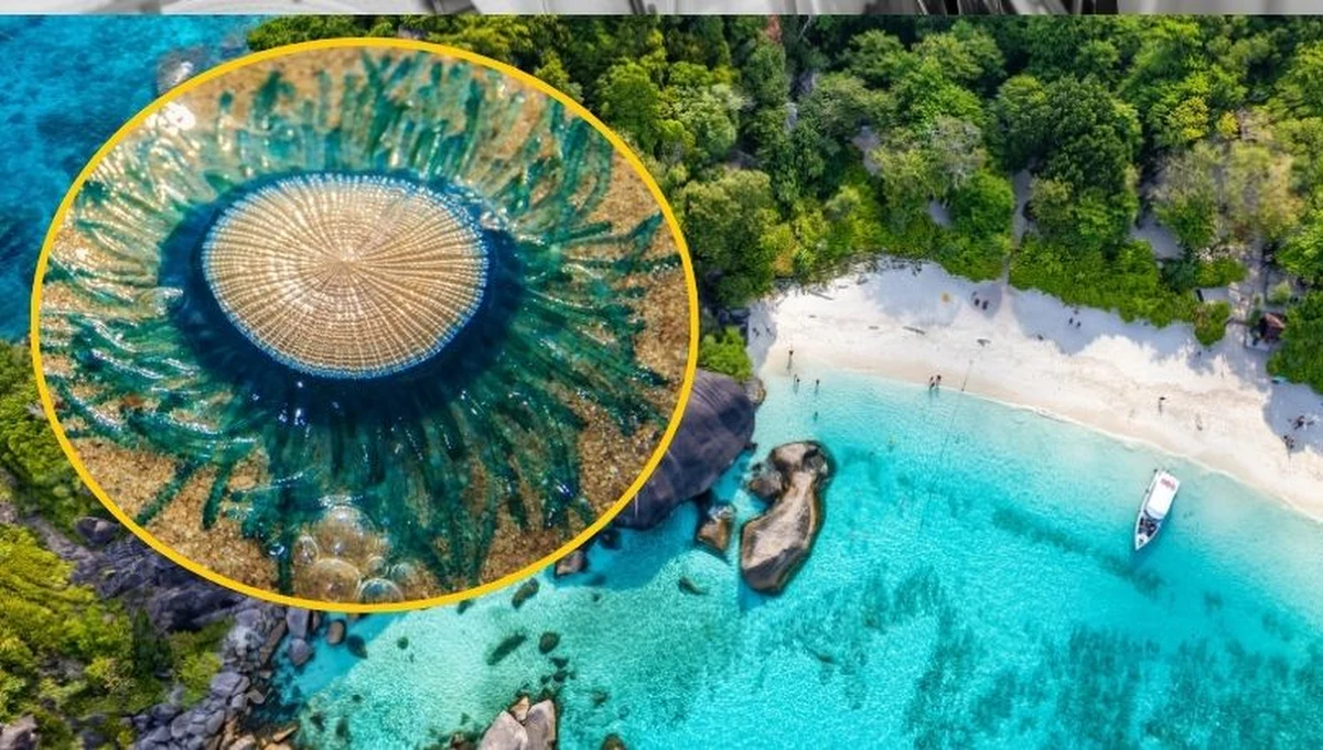 Park Narodowy Wysp Similan, jedno z najpiękniejszych miejsc na turystycznej mapie Tajlandii, tym razem znalazł się w centrum uwagi nie z powodu lazurowych wód czy białego piasku, ale przez niespodziewanego gościa – tajemnicze, niebieskie meduzy zwane "niebieskimi guzikami". Służby wydały ostrzeżenie dla turystów.