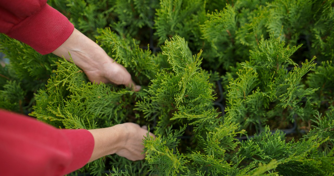 Sekret gęstych tuj tkwi w jednym terminie. Nie przegap go