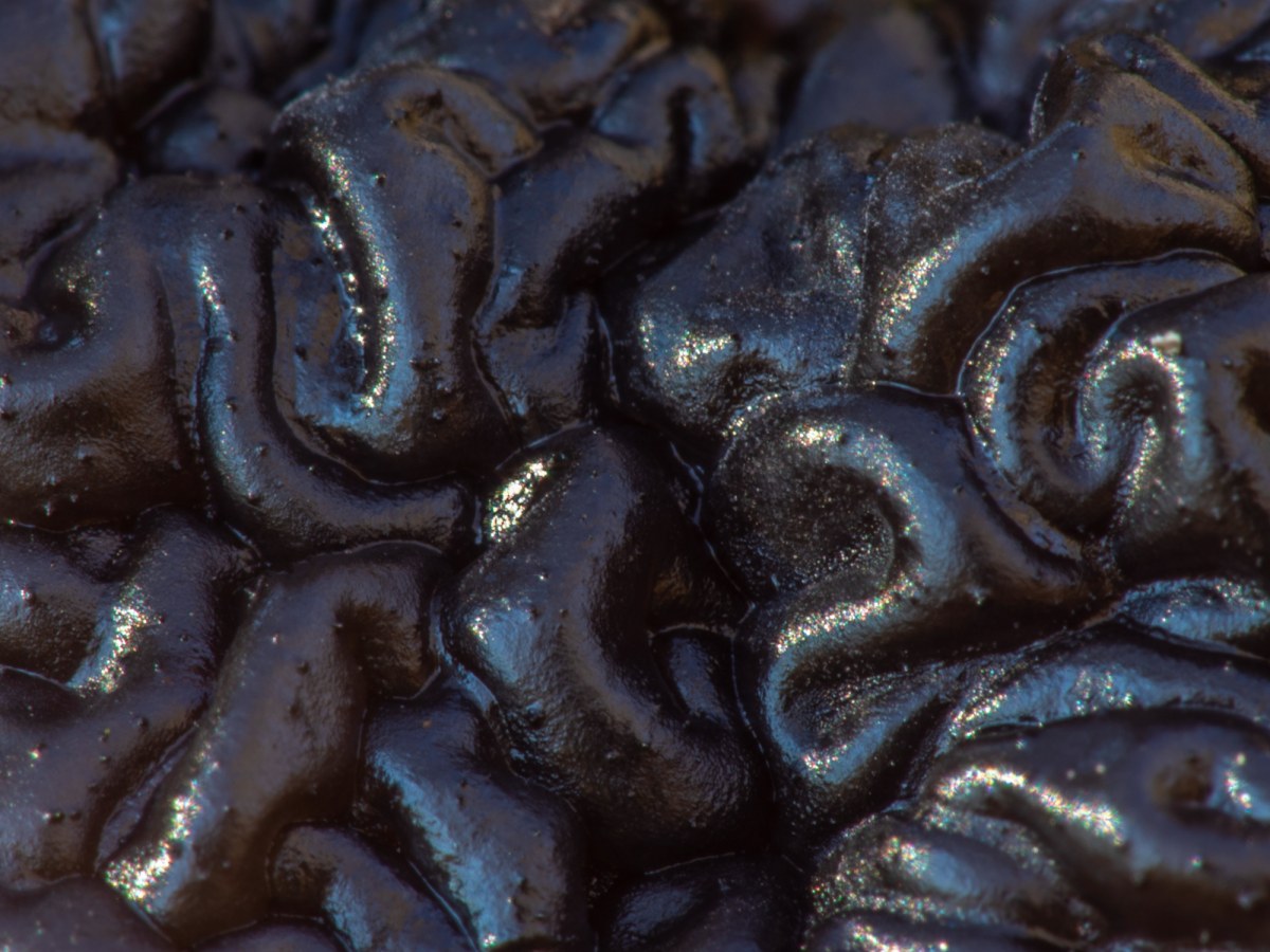 Tajemniczy grzyb, który przypomina ludzki mózg