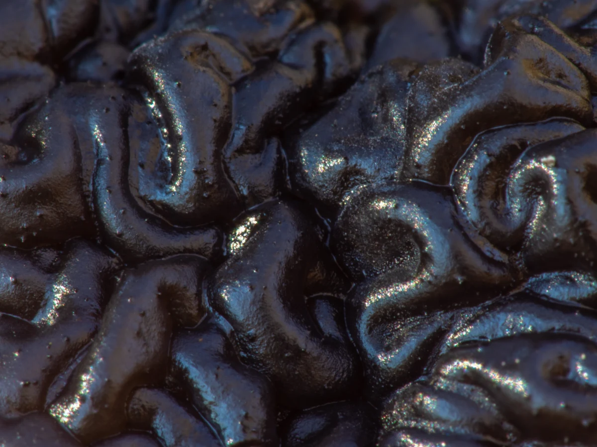 Wygląda jak fragment czarnego mózgu, rośnie na martwych gałęziach i od wieków budzi grozę oraz fascynację. Kisielnica czarniawa, znana także jako "masło czarownicy", pojawiła się w Karkonoskim Parku Narodowym, przyciągając uwagę miłośników przyrody.