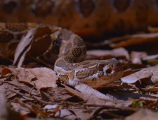 Ukryty świat węży