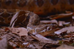 Ukryty świat węży