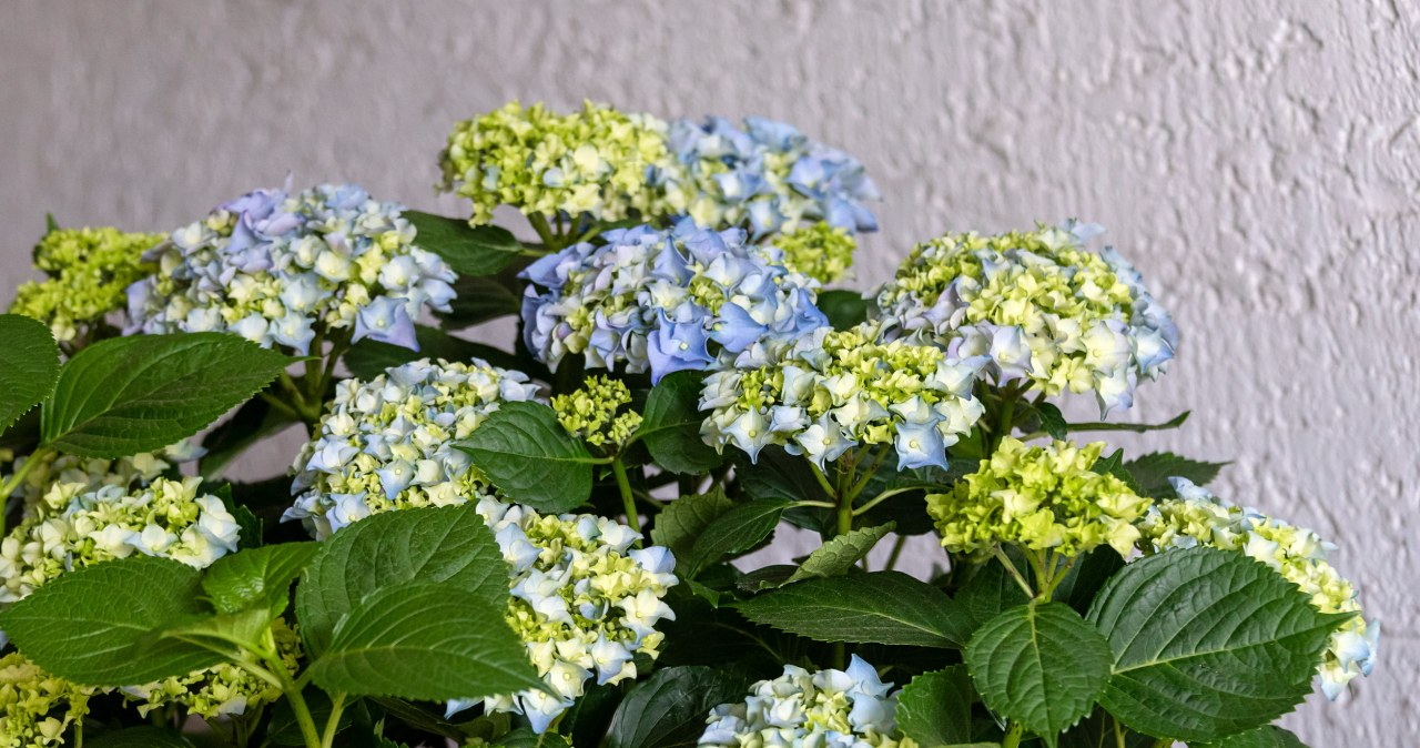 Uniknij utraty kwiatów. Te rośliny źle znoszą wczesne cięcie