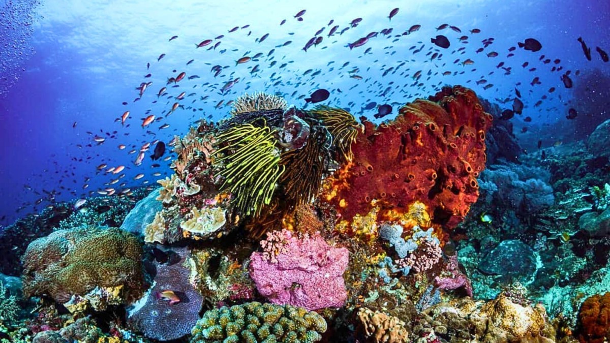 Największa kolonia koralowców na świecie odkryta przez niezwykły duet. Zobacz to cudo!