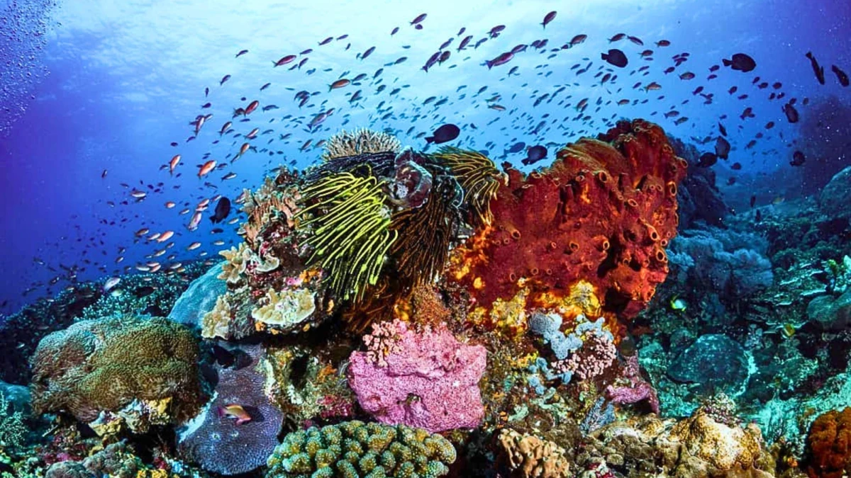 To przełom w historii badań morskich! Dwie Australijki – matka i córka – odkryły największą znaną kolonię koralowców na świecie. Ta gigantyczna kolonia jest na Wielkiej Rafie Koralowej.