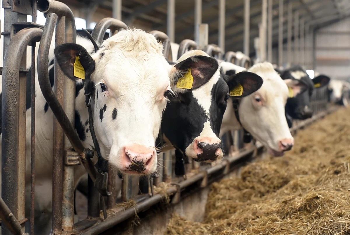 Do Sądu Rejonowego w Białymstoku wpłynął akt oskarżenia wobec 50-latka, który miał znęcać się nad krowami - poinformowała w środę Prokuratura Rejonowa w Białymstoku. Z ustaleń śledczych wynika, że ponad 20 krów trzymanych było bez dostępu do wody i pożywienia, zwierzęta stały też we własnych odchodach.