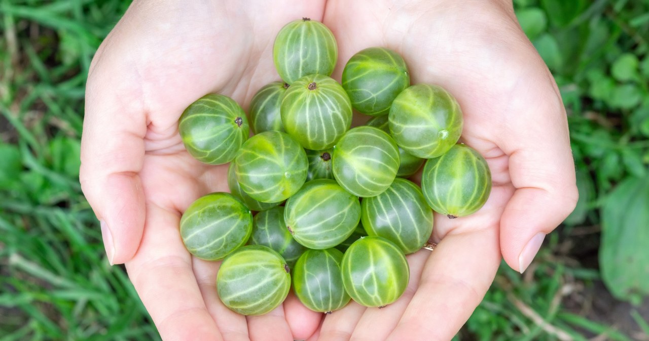 Polskie superfoods na wagę złota. Możesz mieć je w swoim ogródku