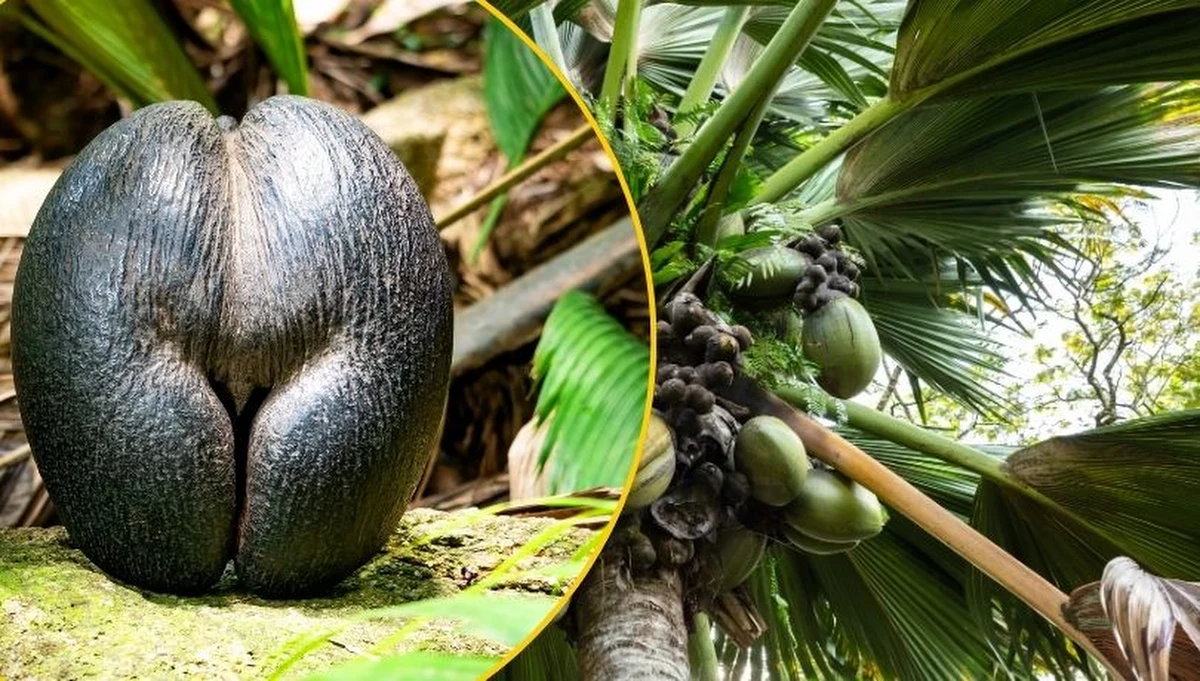 Waży nawet 30 kilogramów, mierzy pół metra szerokości i przez wieki budził zdumienie podróżników. Coco de mer - kokos morski - to największe nasiono świata, które wyrosło na ewolucyjnego mistrza przetrwania. Jak palma z Seszeli radzi sobie na ubogiej glebie i co kryje się za jej niezwykłą strategią?