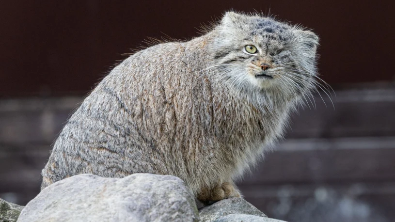 Manulka Bożena zniknęła z zoo w Poznaniu. "Wypuszczona celowo"