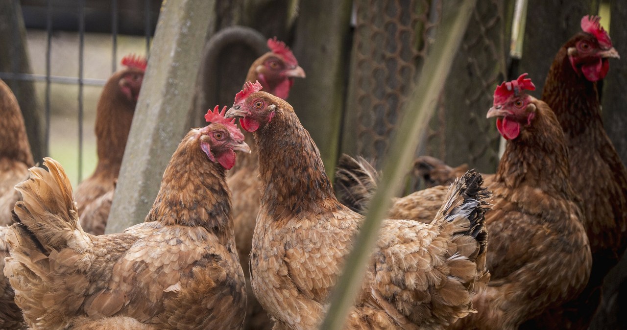 Wirus uderza w polskie ptaki z niespotykaną siłą. Oto główny powód Wirus uderza w polskie ptaki z niespotykaną siłą. Oto główny powód