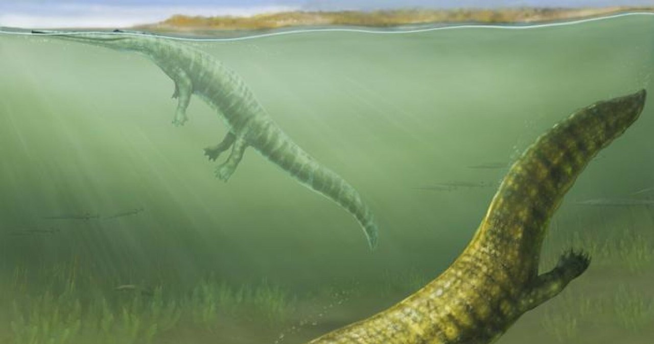 Duże, drapieżne płazy opanowały morza całego świata. Jak to się stało? Duże, drapieżne płazy opanowały morza całego świata. Jak to się stało?