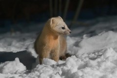 Dzikie oblicze Japonii