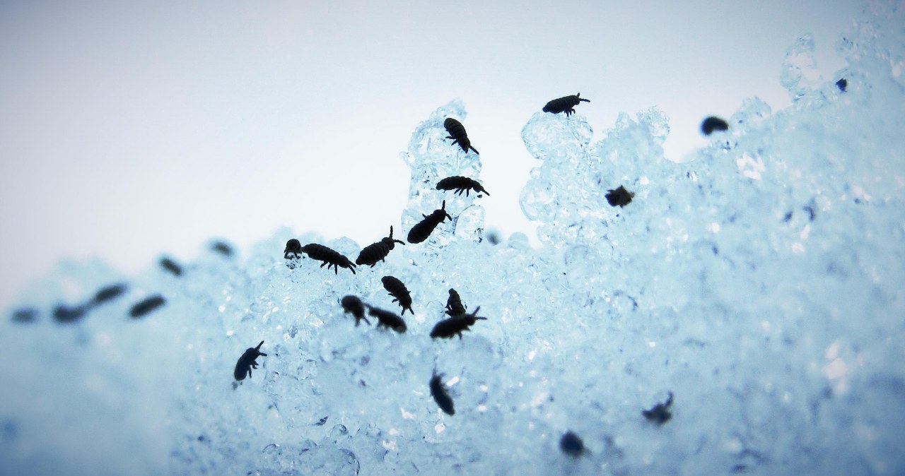 Na śniegu były ich tysiące. Leśnicy pokazali nagranie Na śniegu były ich tysiące. Leśnicy pokazali nagranie