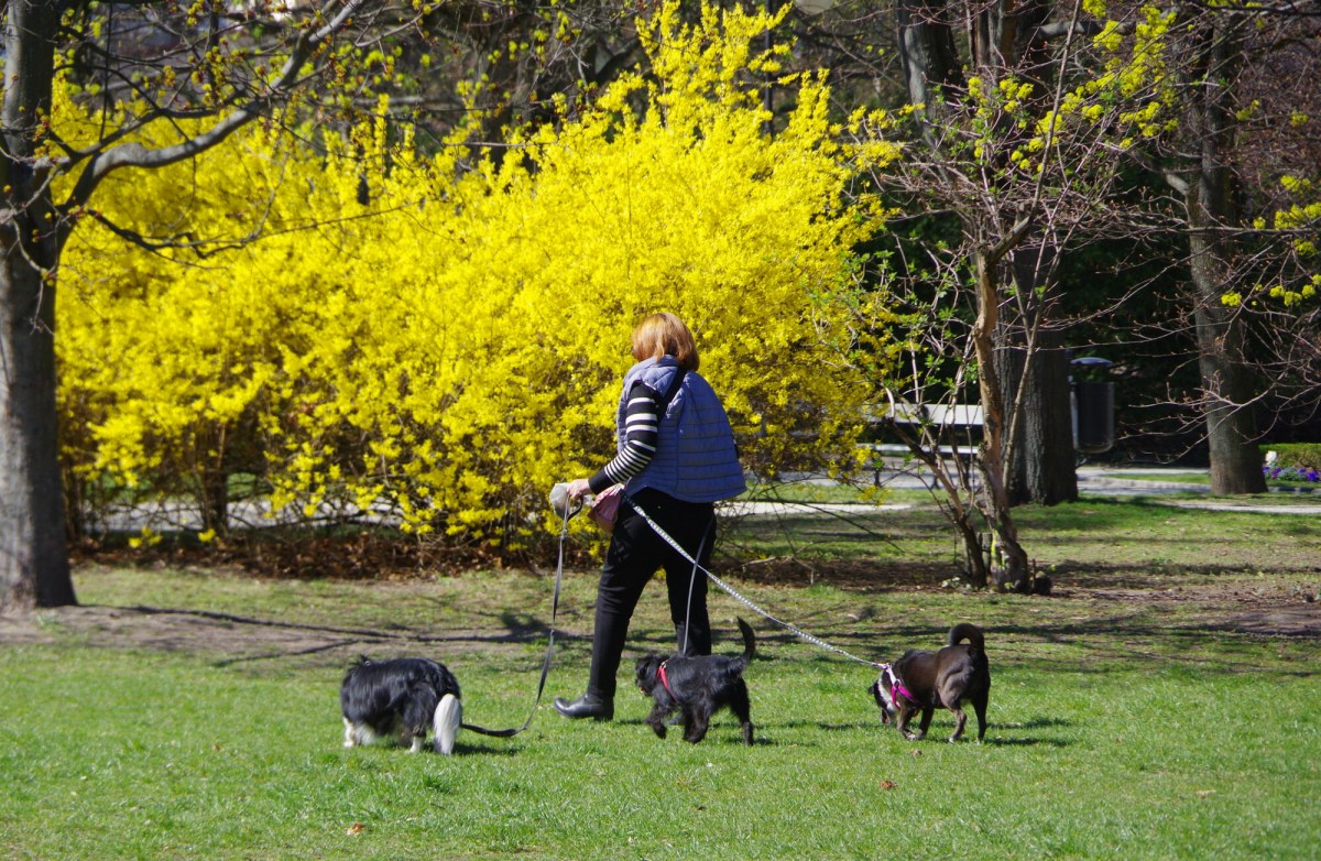 Pierwszy dzień wiosny meteorologicznej 2026 zaskoczy. 20 st. C na start, potem zimowy cios