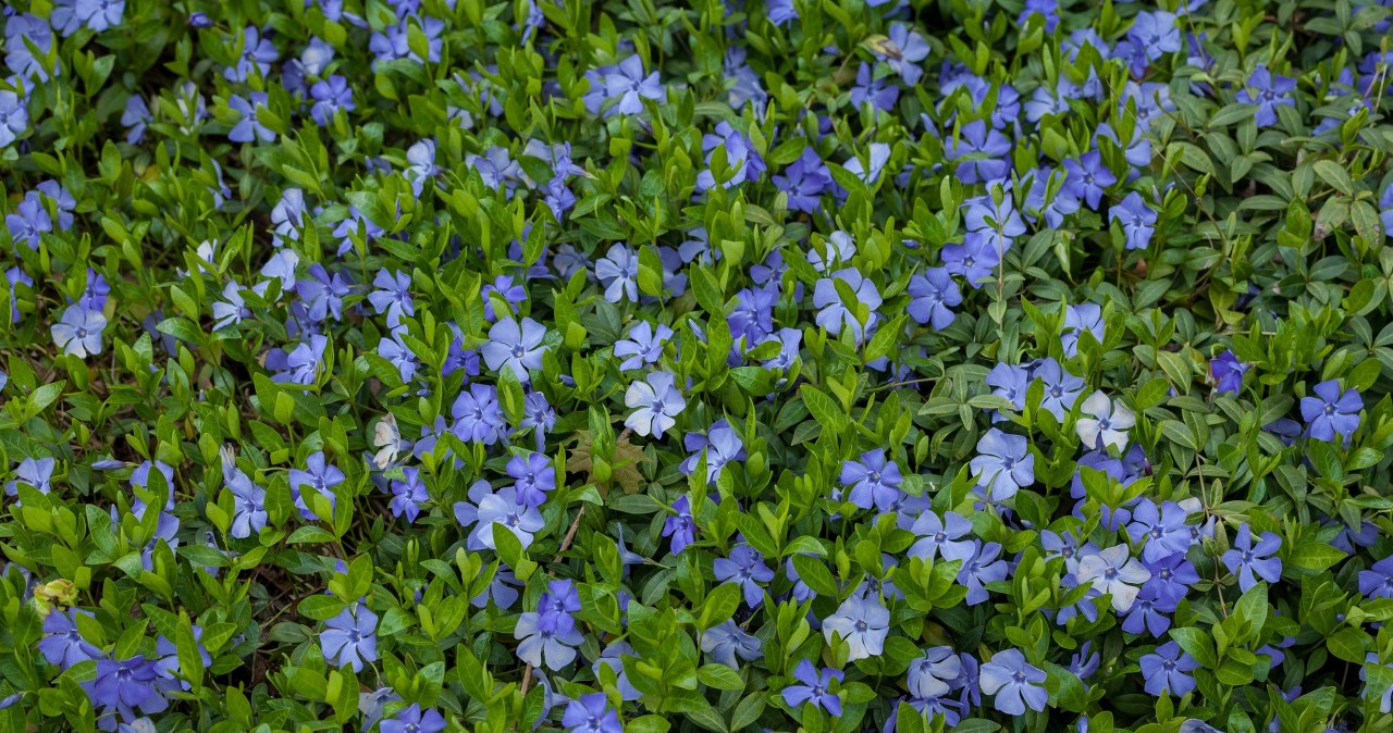 Masz dość chwastów przed domem? Zamiast trawy, wysiej to