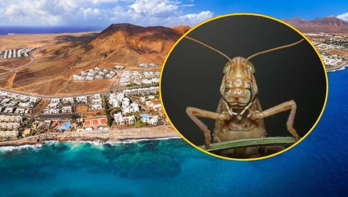 Wirują w gorącym powietrzu. Biblijna plaga spadła na turystyczny raj Polaków