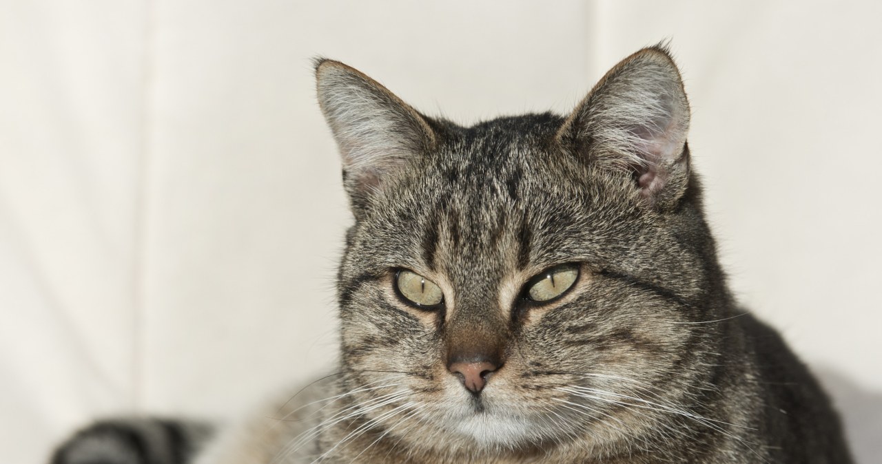 Barankowanie u kota to nie tylko czułość. Poznaj znaczenie tego gestu