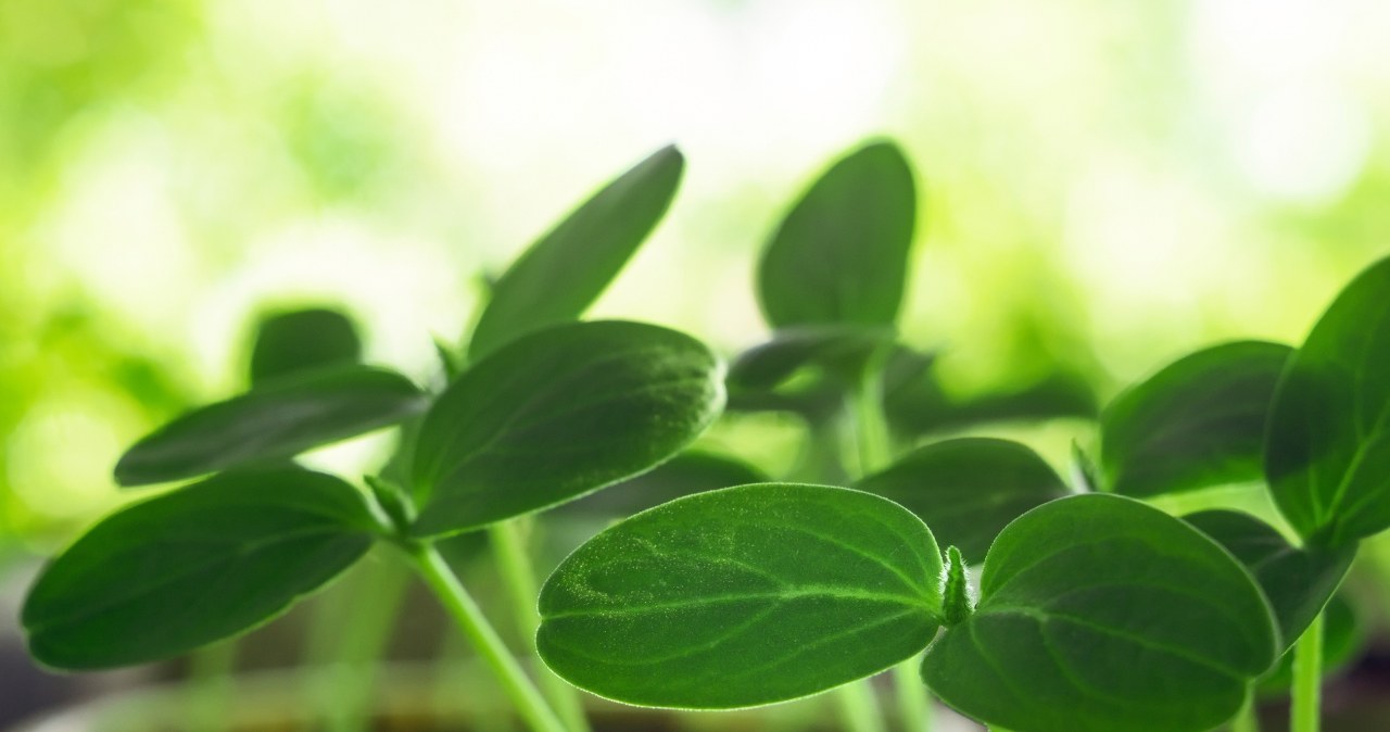 Kiedy siać ogórki na rozsadę? Błąd z terminem i mizerne zbiory Kiedy siać ogórki na rozsadę? Błąd z terminem i mizerne zbiory