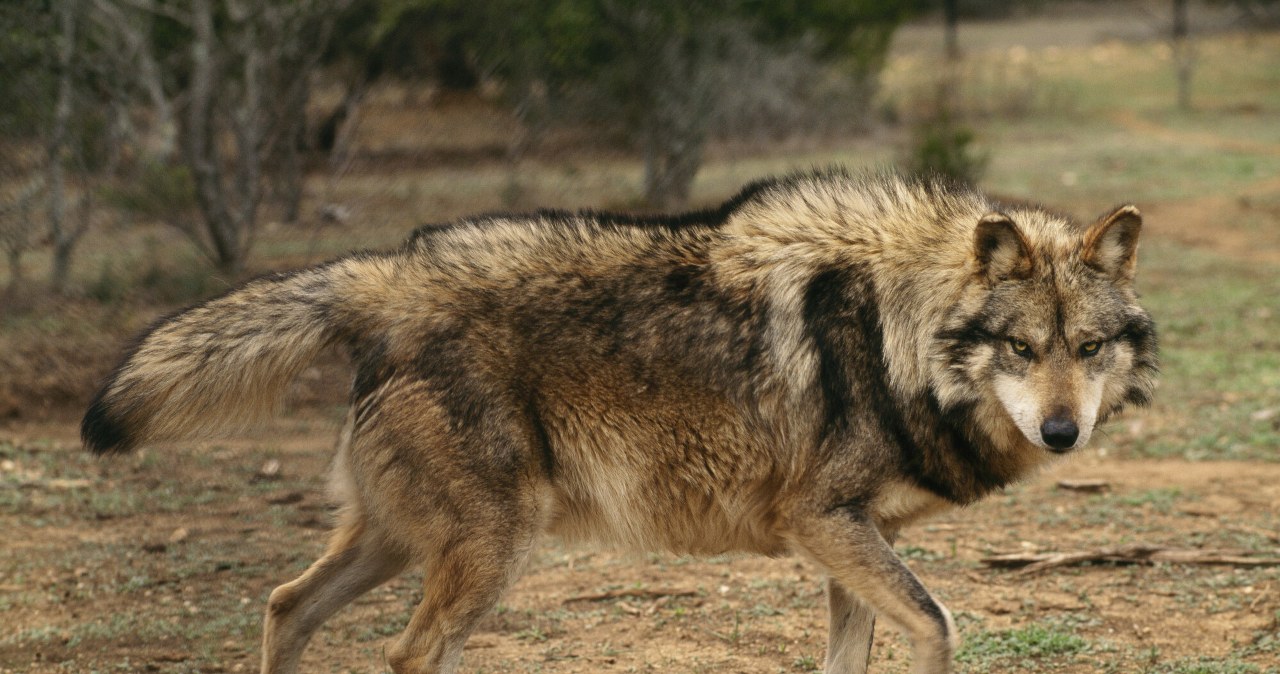 Przyrodnicy chwytają się za głowę. Omijają przepisy, by zabić wilki Przyrodnicy chwytają się za głowę. Omijają przepisy, by zabić wilki
