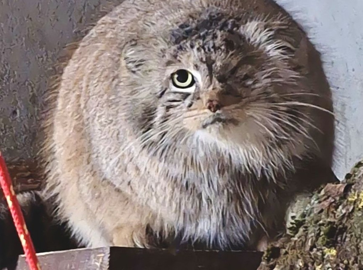 Szczęśliwy powrót Bożenki do poznańskiego zoo. "Wreszcie oddychamy"