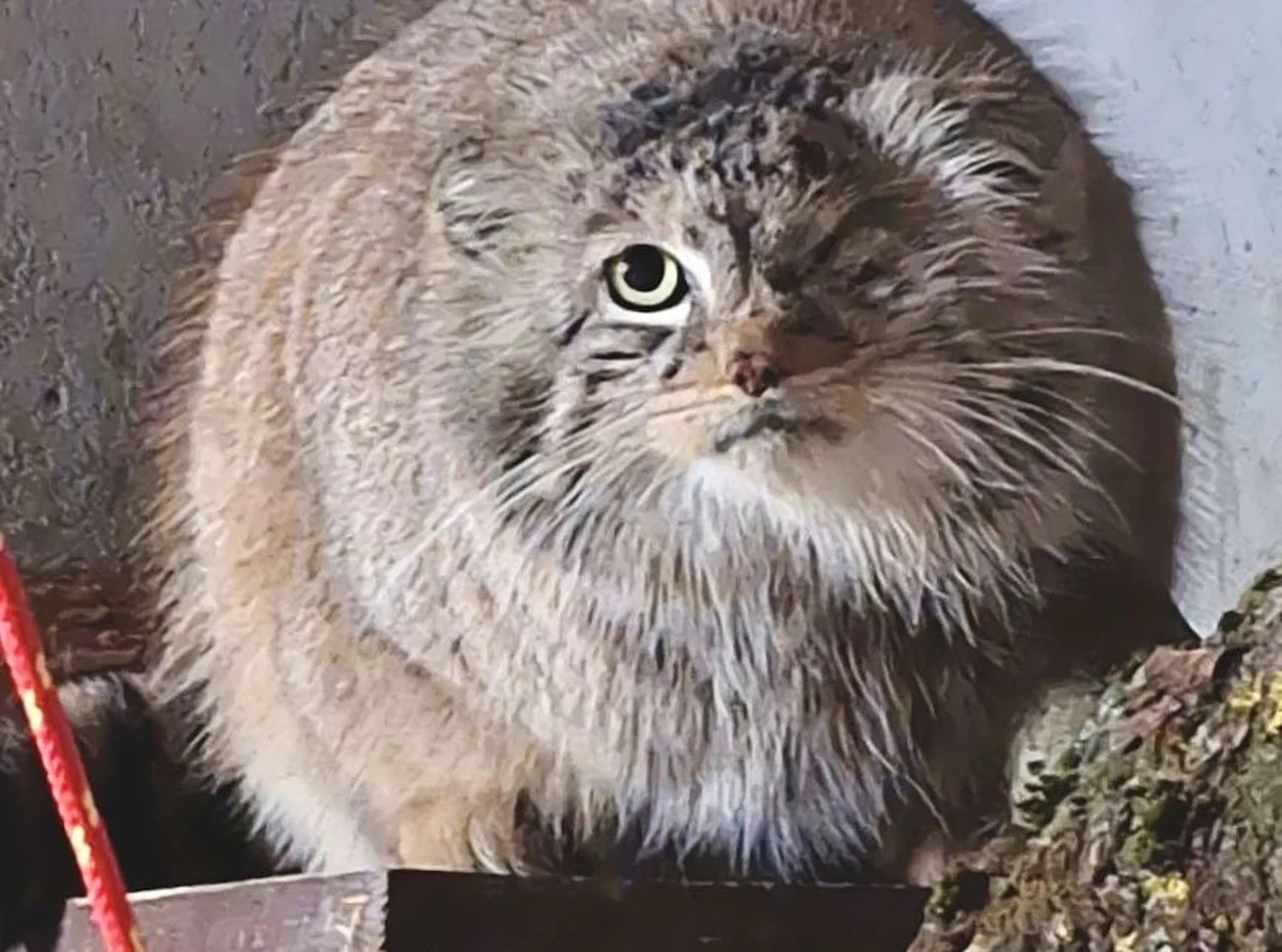 Dobra wiadomość nadeszła z poznańskiego ogrodu zoologicznego. Odnalazła się Bożenka - samica manula, której zniknięcie zauważono w środę rano. Zwierzę jest całe i zdrowe. 