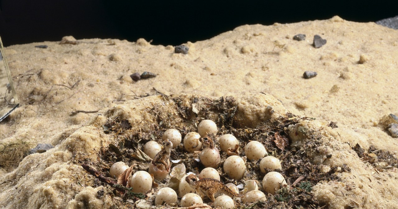 Znaleźli przedziwne gniazdo. Coś się w nim od początku nie zgadzało Znaleźli przedziwne gniazdo. Coś się w nim od początku nie zgadzało
