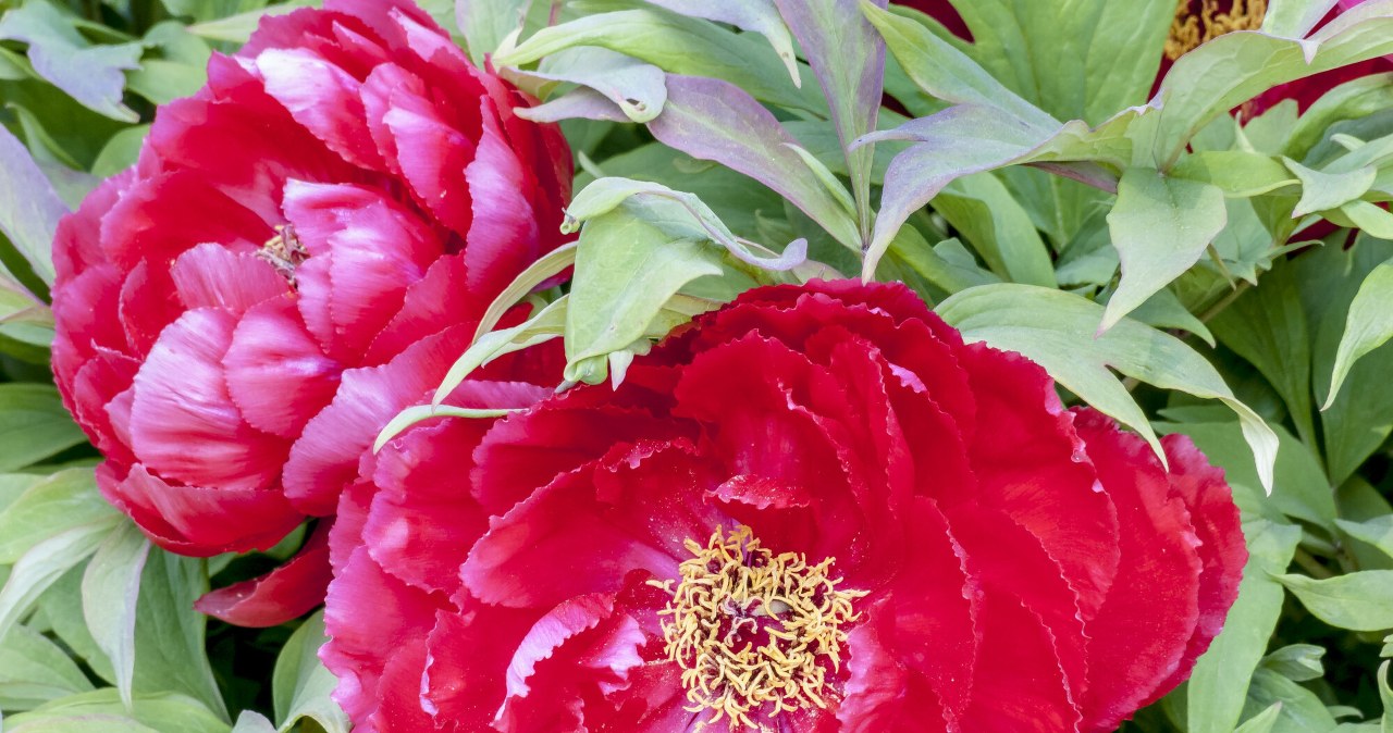 Od lat podlewam tym piwonie. Kwitną tak, iż sąsiedzi patrzą i zazdroszczą