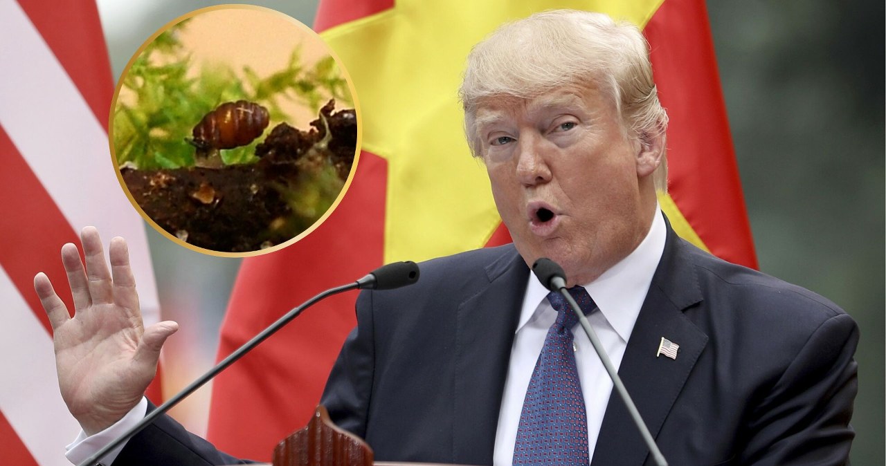 Trump miał konflikt, o którym mało kto wie. Poszło o małego ślimaka Trump miał konflikt, o którym mało kto wie. Poszło o małego ślimaka