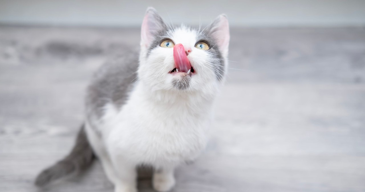 Zamocz w wodzie, a później zasiej. Mruczek podziękuję za kocią ucztę