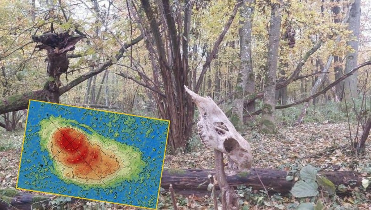 ​"Nietknięty ręką ludzką relikt". Tajemnica ukryta wśród bagien pod Włodawą