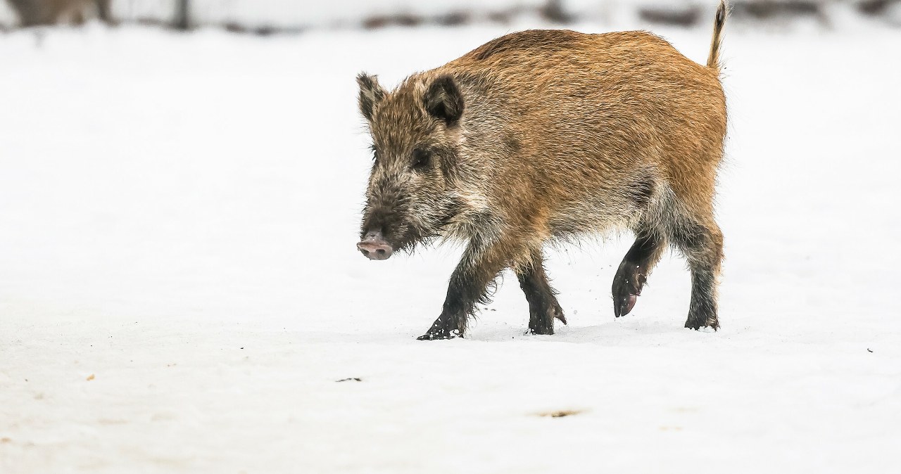 Polskie miasto zleci zabicie 100 dzików. „Decyzja jest ostateczna” Polskie miasto zleci zabicie 100 dzików. „Decyzja jest ostateczna”