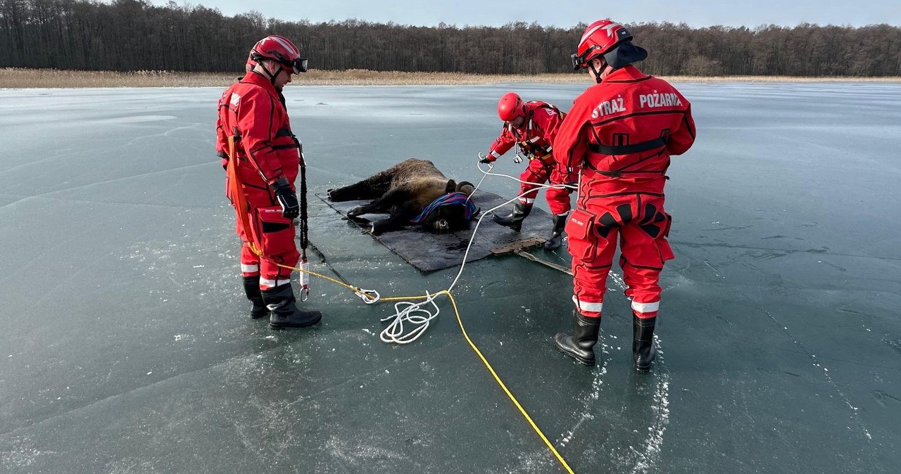 Żubrzyca utknęła na zamarzniętym jeziorze. Strażacy holowali ją 130 metrów Żubrzyca utknęła na zamarzniętym jeziorze. Strażacy holowali ją 130 metrów