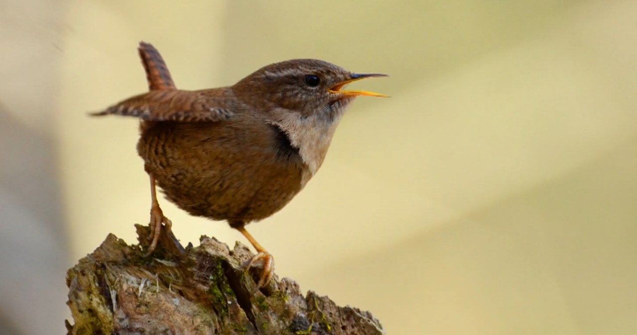 Wyglądają jak myszy i wchodzą pod ziemię. Coś przyciąga je do Polski Wyglądają jak myszy i wchodzą pod ziemię. Coś przyciąga je do Polski