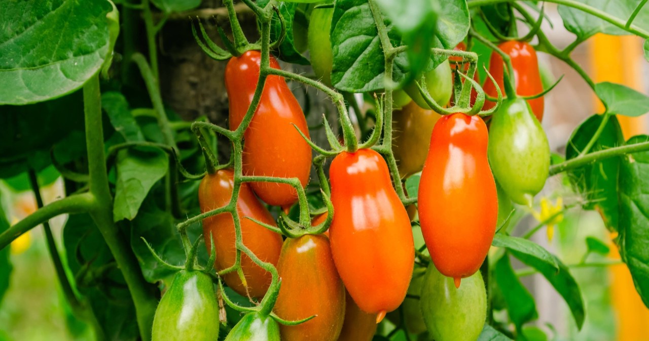 To najsmaczniejsza odmiana pomidorów. Trzeba je posadzić już w marcu