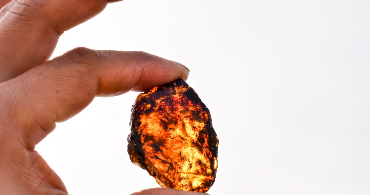 Niezwykłe, co znaleźli we wnętrzu bursztynu. Jak w "Parku Jurajskim" Niezwykłe, co znaleźli we wnętrzu bursztynu. Jak w "Parku Jurajskim"